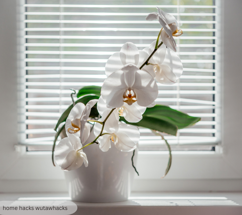 home hacks wutawhacks